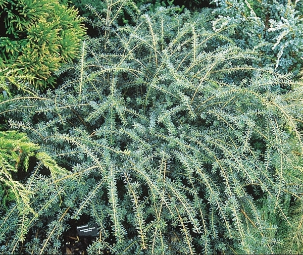 Image of Podocarpus lawrencei 'Purple King' taken at Atlanta Botanical Gdn, GA