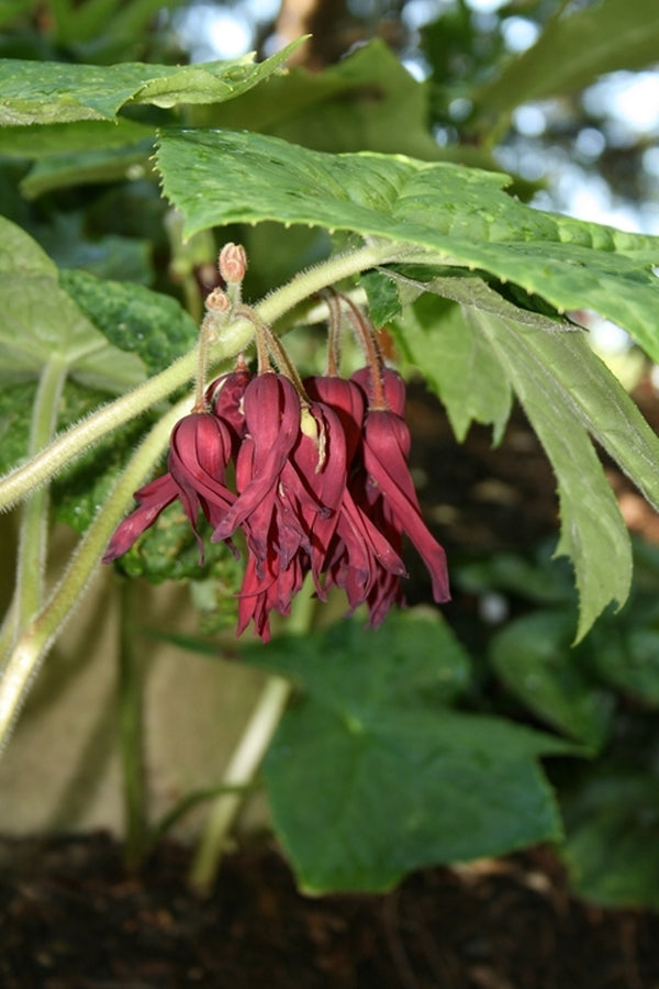 Image of Podophyllum 'Spotty Dotty' taken at Juniper Level Botanic Gdn, NC by JLBG