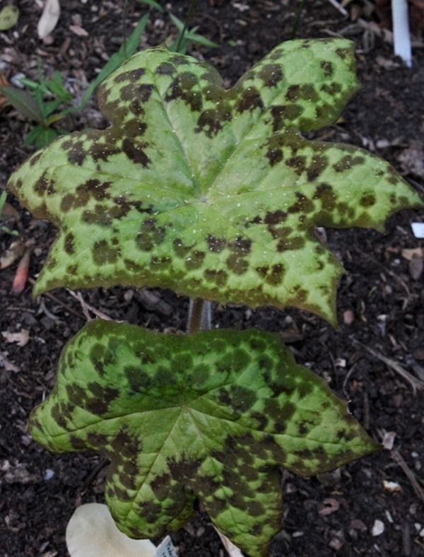 Image of Podophyllum 'Spotty Dotty' taken at Juniper Level Botanic Gdn, NC by JLBG