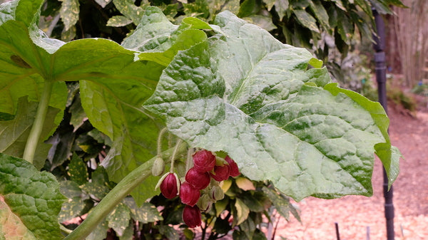 Image of Podophyllum x boreiforme 'Standing Tall' taken at Juniper Level Botanic Gdn, NC by JLBG