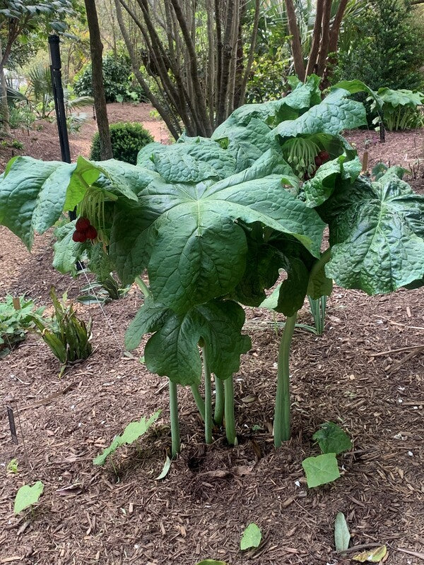 Image of Podophyllum x boreiforme 'Standing Tall' taken at Juniper Level Botanic Gdn, NC by C. Hardison