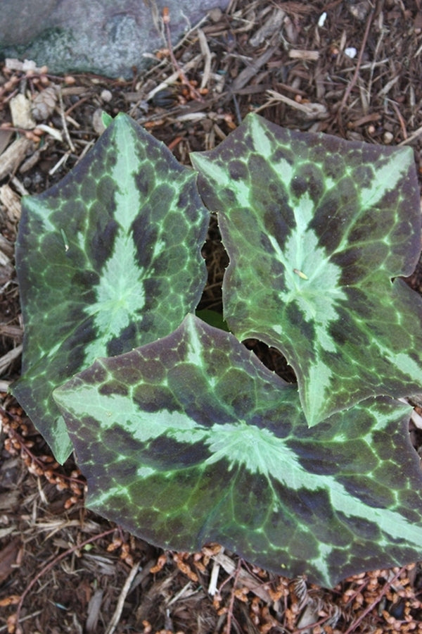 Image of Podophyllum difforme taken at Juniper Level Botanic Gdn, NC by JLBG