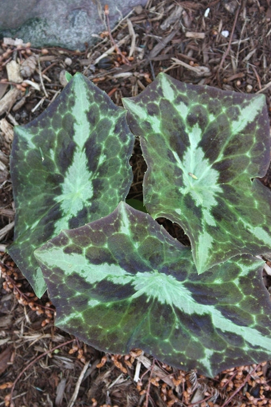 Image of Podophyllum difforme taken at Juniper Level Botanic Gdn, NC by JLBG