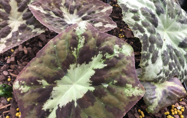 Image of Podophyllum difforme taken at Juniper Level Botanic Gdn, NC by C. Hardison