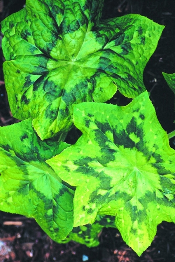 Image of Podophyllum majoense 'Kaleidoscope' taken at Juniper Level Botanic Gdn, NC by JLBG