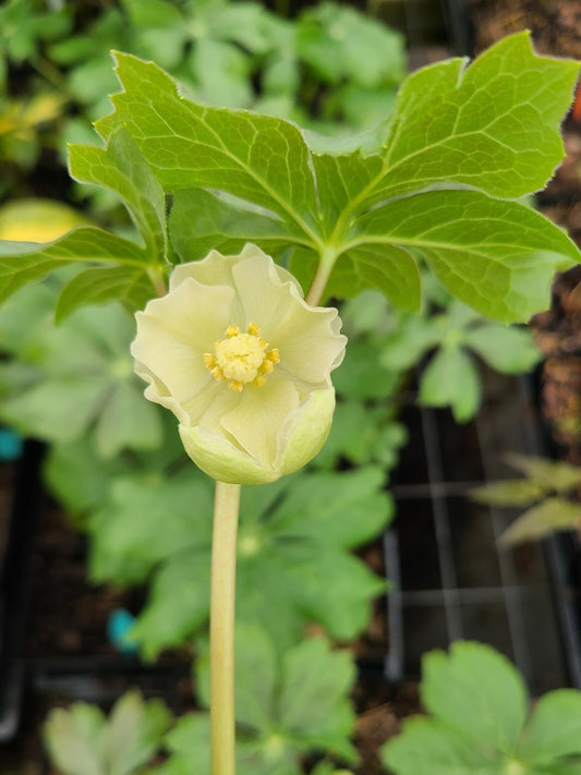 Image of Podophyllum peltatum 'Maid Marion' taken at Juniper Level Botanic Gdn, NC by JLBG