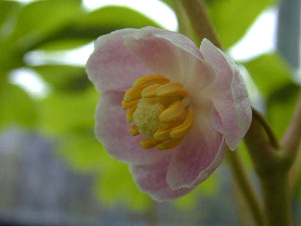 Image of Podophyllum peltatum 'Missouri May' taken at Seneca Hill, NY by E. Hornig