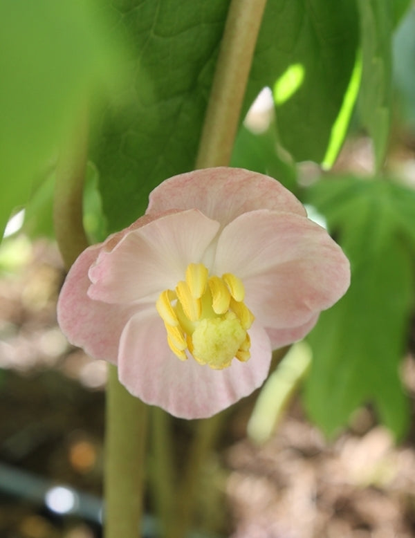 Image of Podophyllum peltatum 'Missouri May' taken at Juniper Level Botanic Gdn, NC by JLBG