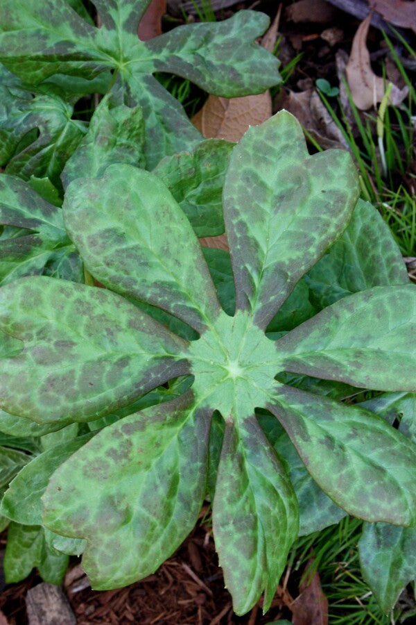 Image of Podophyllum peltatum 'Wagon Wheels' taken at Juniper Level Botanic Gdn, NC by JLBG