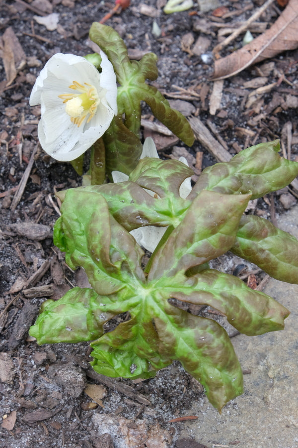 Image of Podophyllum peltatum 'Wagon Wheels' taken at Juniper Level Botanic Gdn, NC by JLBG
