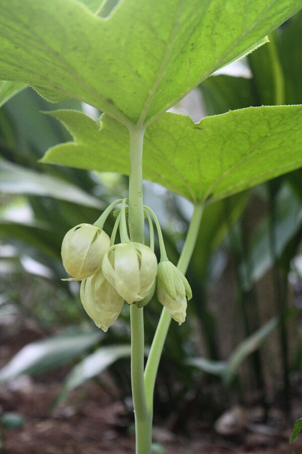 Image of Podophyllum pleianthum 'Snowfall'