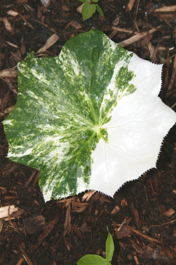 Image of Podophyllum pleianthum 'Sugar Daddy' taken at A. Galloway Gdn, NC by JLBG