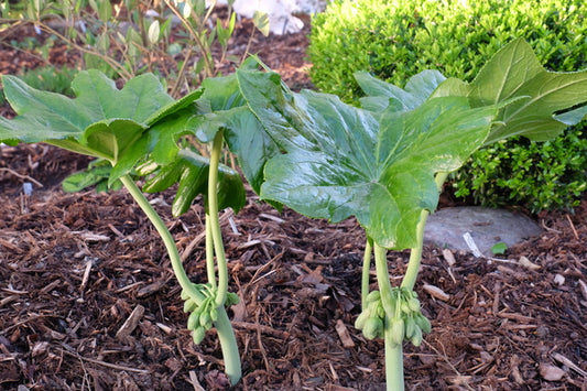 Image of Podophyllum pleianthum 'Taipei Treasure' taken at Juniper Level Botanic Gdn, NC by JLBG