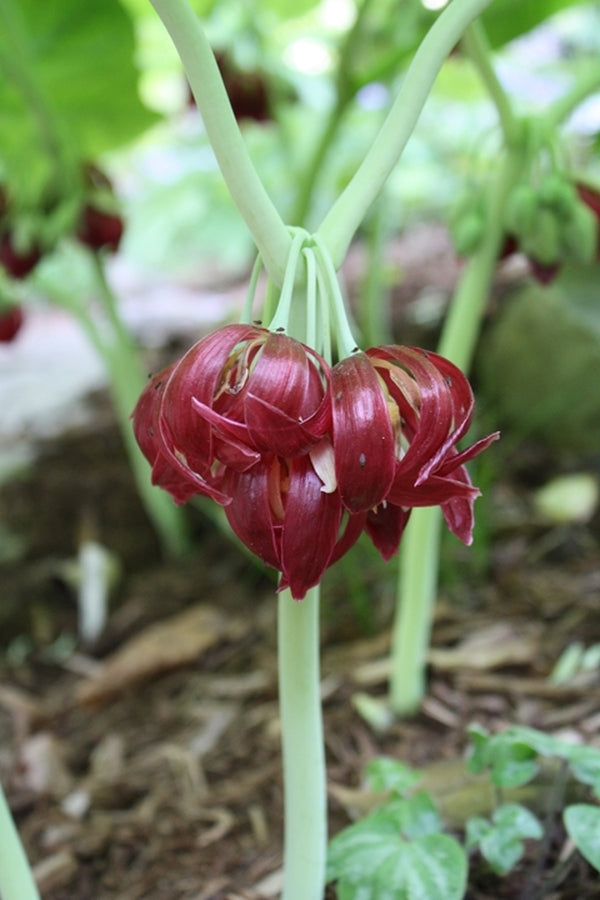 Image of Podophyllum pleianthum taken at Juniper Level Botanic Gdn, NC by JLBG