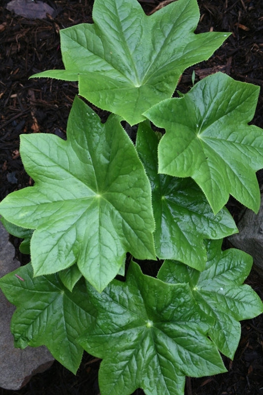 Image of Podophyllum pleianthum taken at Juniper Level Botanic Gdn, NC by JLBG