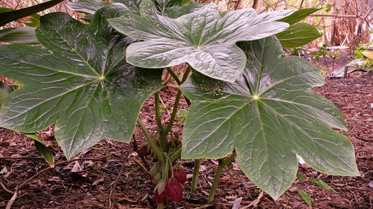 Image of Podophyllum x plereale taken at Juniper Level Botanic Gdn, NC by JLBG