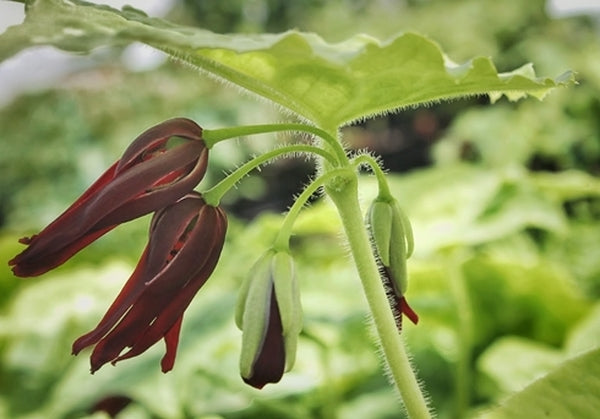 Image of Podophyllum tonkinense 'Galaxy' taken at Juniper Level Botanic Gdn, NC by JLBG