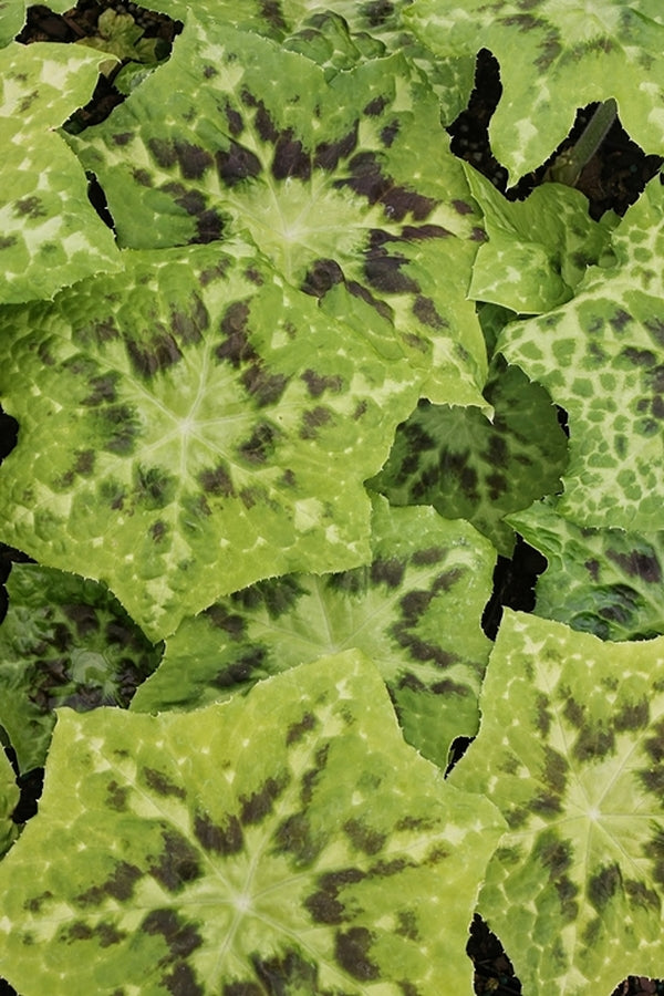 Image of Podophyllum tonkinense 'Galaxy' taken at Juniper Level Botanic Gdn, NC by JLBG