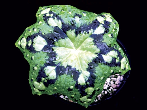 Image of Podophyllum tonkinense 'Kaleidoscope' taken at Terra Nova Nurseries, OR by Terra Nova Nurseries