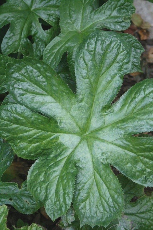 Image of Podophyllum versipelle ssp. boreale taken at Juniper Level Botanic Gdn, NC by JLBG