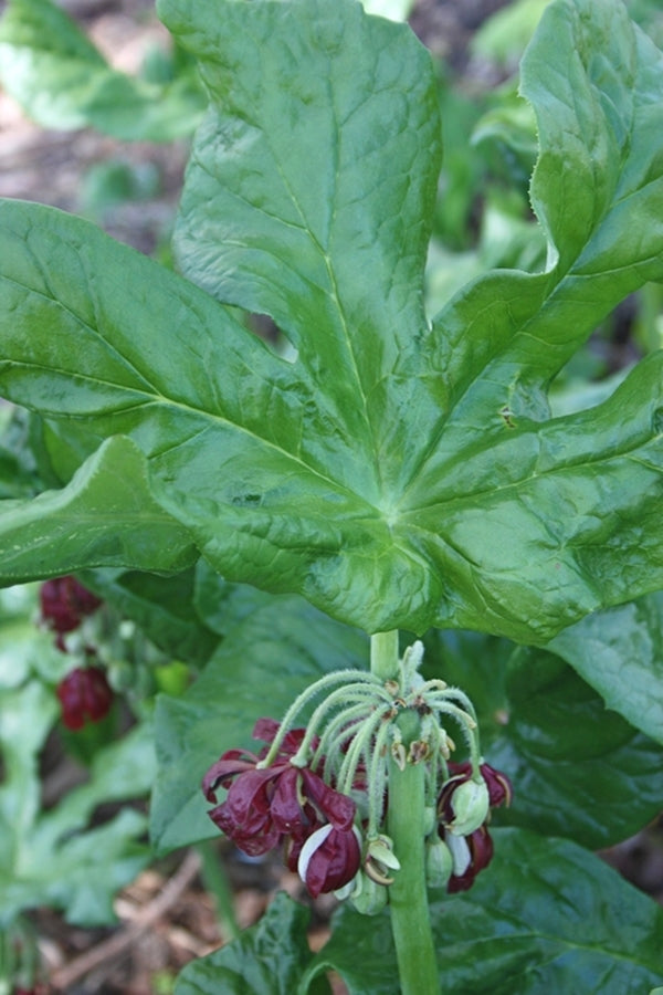 Image of Podophyllum versipelle ssp. boreale taken at Juniper Level Botanic Gdn, NC by JLBG