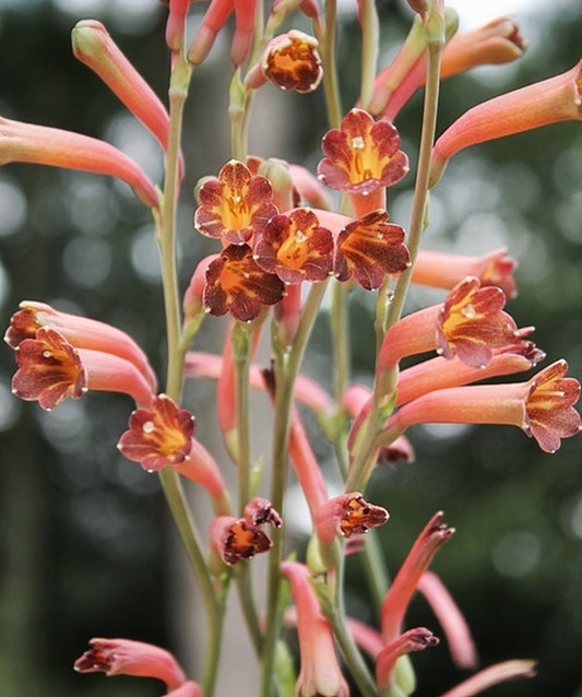 Image of Polianthes x bundrantii 'Mexican Firecracker'