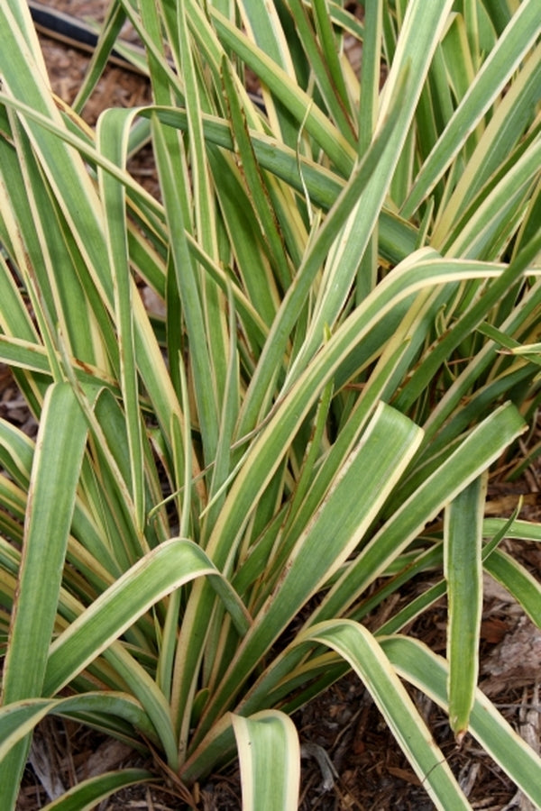 Image of Polianthes tuberosa 'Swarna Rekah' taken at Juniper Level Botanic Gdn, NC by JLBG