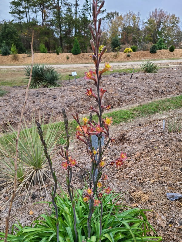 Image of Polifreda 'Peach Flambe' taken at Juniper Level Botanic Gdn, NC by JLBG