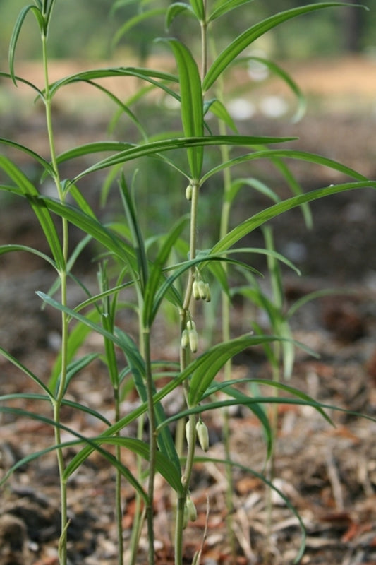 Image of Polygonatum cirrhifolium 'Cangshan Climber' taken at Juniper Level Botanic Gdn, NC by JLBG