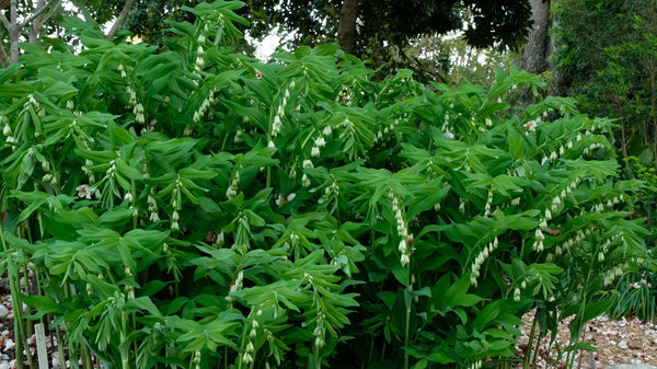 Image of Polygonatum x hybridum 'Giganteum' taken at Juniper Level Botanic Gdn, NC by JLBG
