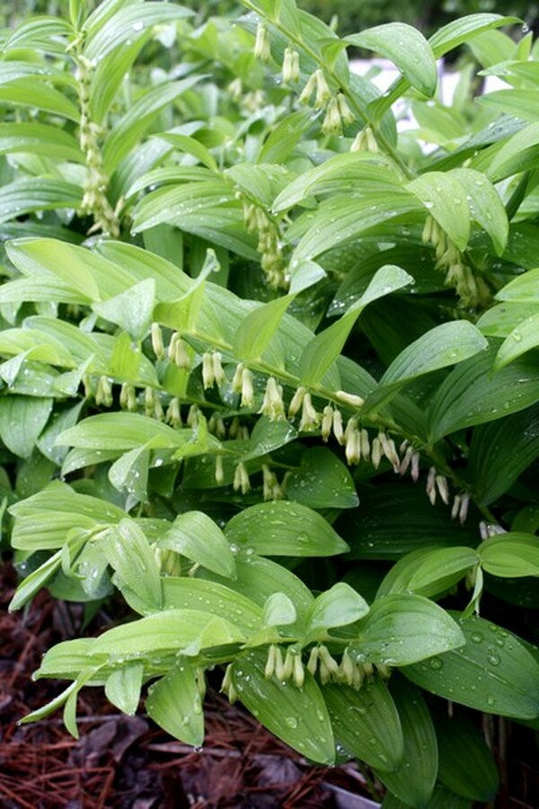 Image of Polygonatum infundiflorum 'Lemon Seoul' taken at Juniper Level Botanic Gdn, NC by JLBG