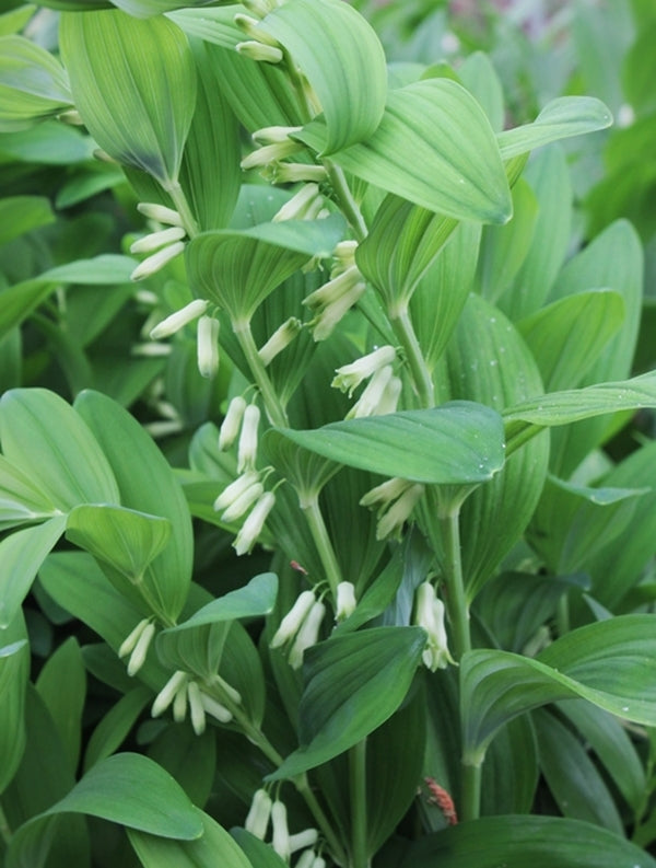 Image of Polygonatum infundiflorum 'Lemon Seoul' taken at Juniper Level Botanic Gdn, NC by JLBG