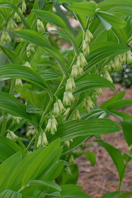 Image of Polygonatum infundiflorum 'Lemon Seoul' taken at Juniper Level Botanic Gdn, NC by JLBG