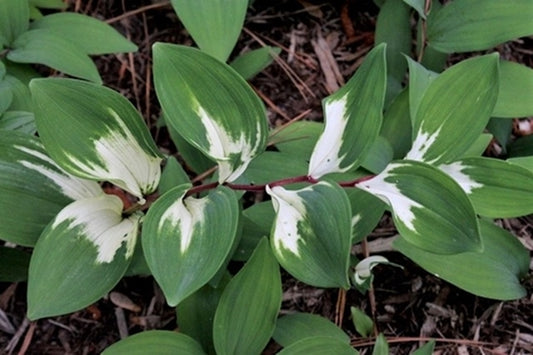 Image of Polygonatum odoratum 'Byakko' taken at Juniper Level Botanic Gdn, NC by JLBG