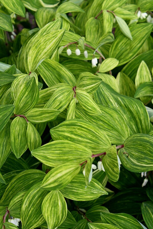 Image of Polygonatum odoratum 'Fireworks' taken at Juniper Level Botanic Gdn, NC by JLBG