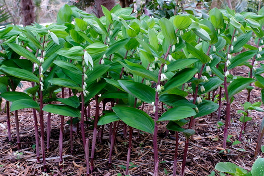 Image of Polygonatum odoratum 'Red Legs' taken at Juniper Level Botanic Gdn, NC by JLBG