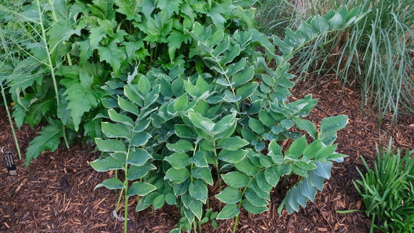 Image of Polygonatum odoratum var. maximowiczii 'Moon Tower' taken at Juniper Level Botanic Gdn, NC by JLBG