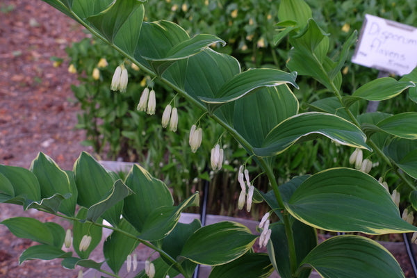 Image of Polygonatum odoratum var. maximowiczii 'Moon Tower' taken at Juniper Level Botanic Gdn, NC by JLBG