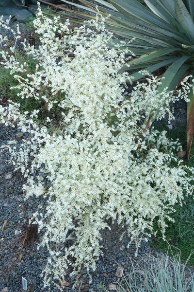Learn about Polygonella polygama | October Flower