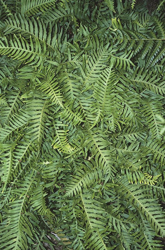 Image of Polypodium vulgare 'Ulleung Island' taken at Juniper Level Botanic Gdn, NC by JLBG