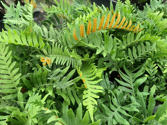 Image of Polypodium vulgare 'Ulleung Island' taken at Juniper Level Botanic Gdn, NC by C. Hardison