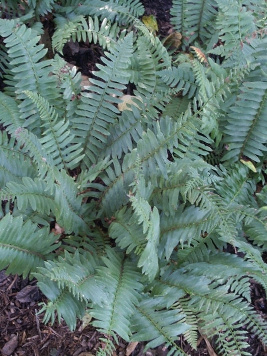 Image of Polystichum acrostichoides taken at Juniper Level Botanic Gdn, NC by JLBG