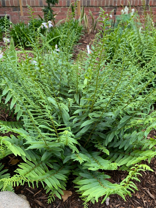 Image of Polystichum acrostichoides taken at Juniper Level Botanic Gdn, NC by Lidia Churakova