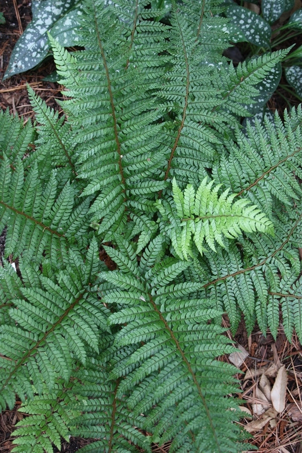 Image of Polystichum makinoi taken at Juniper Level Botanic Gdn, NC by JLBG