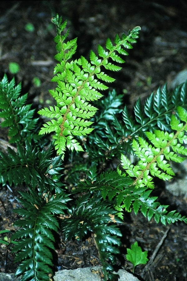 Image of Polystichum neolobatum 'Spiny Holly' taken at Juniper Level Botanic Gdn, NC by JLBG