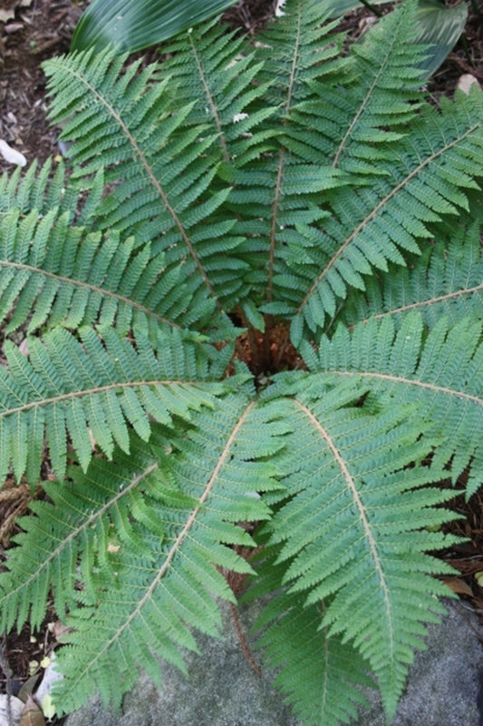 Image of Polystichum retrosopaleaceum taken at Juniper Level Botanic Gdn, NC by JLBG