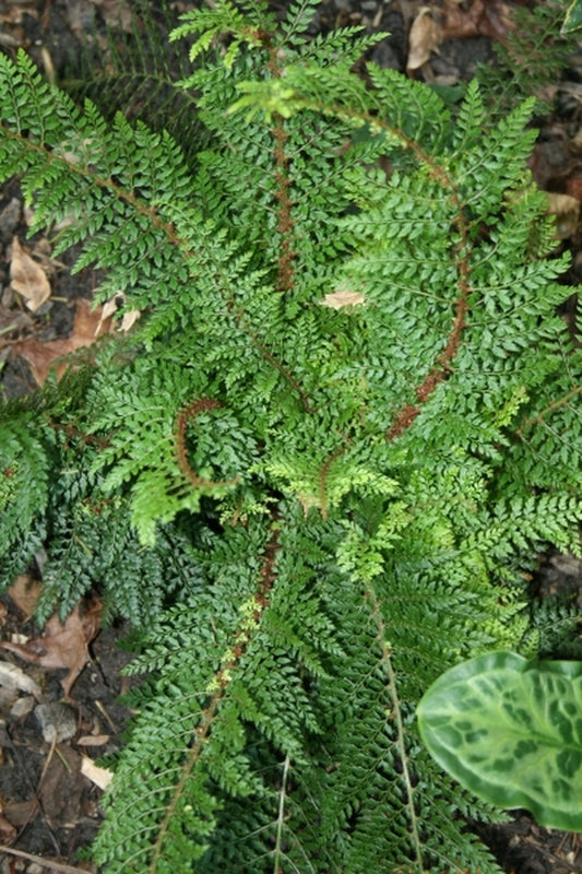 Image of Polystichum setiferum 'Divisilobum' taken at Juniper Level Botanic Gdn, NC by JLBG