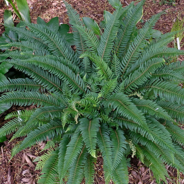 Japanese Garden Plants for Sale | Japanese Plants for Sale
