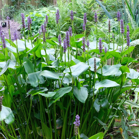 Image of Pontederia cordata 'Sopchoppy' taken at Juniper Level Botanic Gdn, NC by JLBG