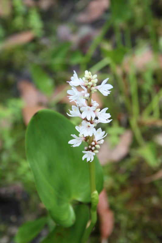 Image of Pontederia cordata 'We-Du White' taken at Juniper Level Botanic Gdn, NC by JLBG
